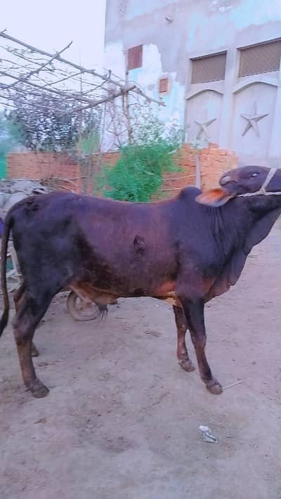 Bull for sale in Sargodha qurbani 2026