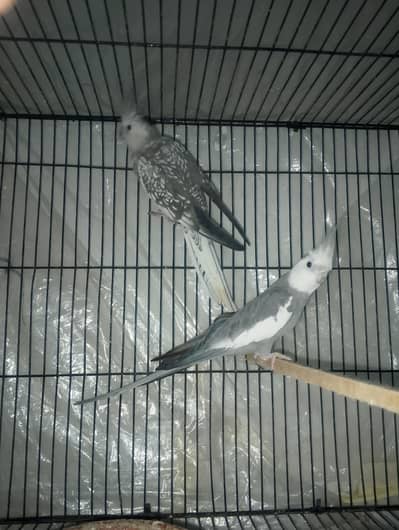 coctail pair for sall baredr pair 100 % nail tail faly all oky