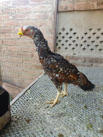 aseel females and pathia