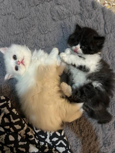 Punch Face Pure Persian Triple Coated Kittens
