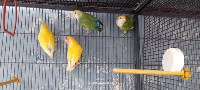 100% Breeder Lovebirds Pair for Sale