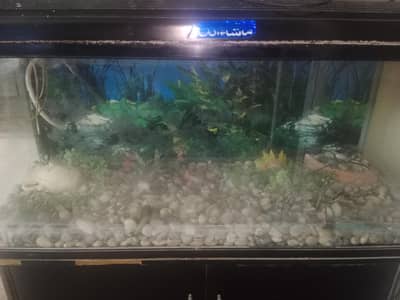 fish aquarium