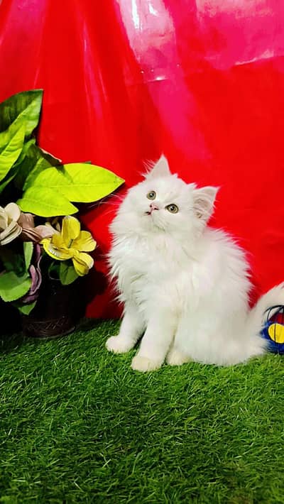 Persian Kittens Triple Coated