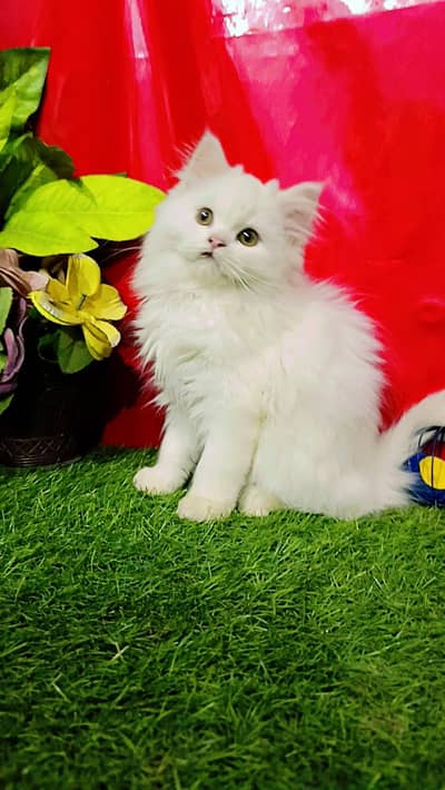 Persian Kittens Triple Coated