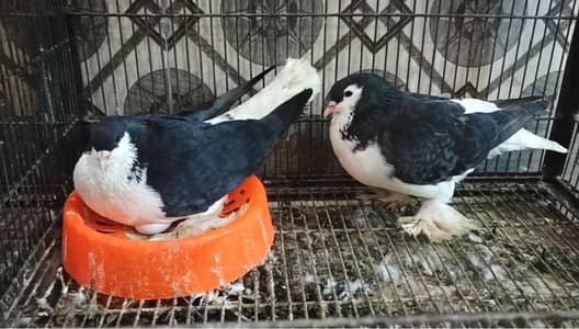 all breder pair for sell  totally 4 pair