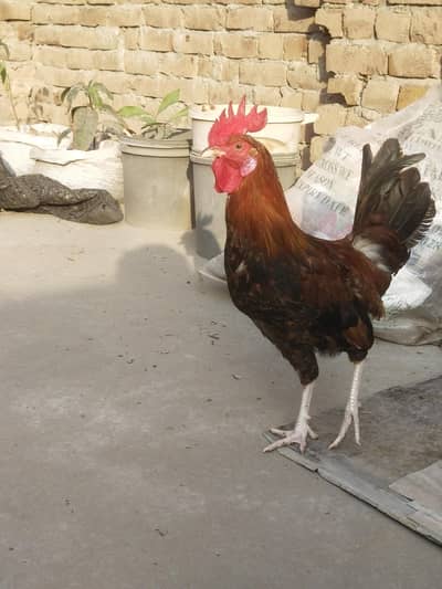 Desi golden misri  rooster