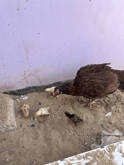 Mainwali Aseel murge