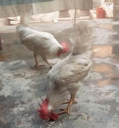 Hens for sale 0300,00,73385