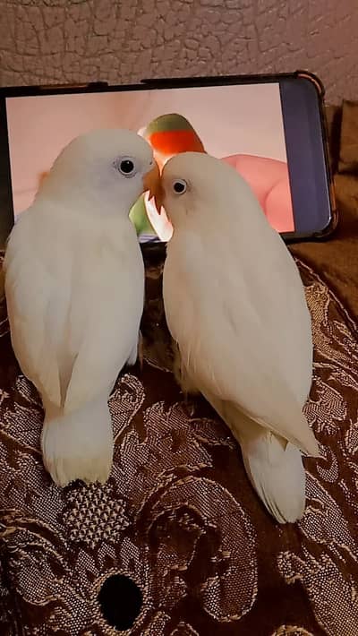 Premium albino lovebird pair 