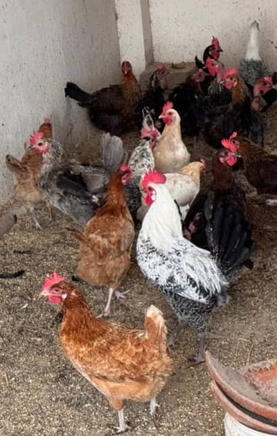 golden misri hens , egg laying