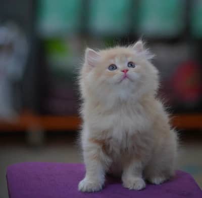 persian kitten [ cute kitten ]  triple coated/ punch face / cat