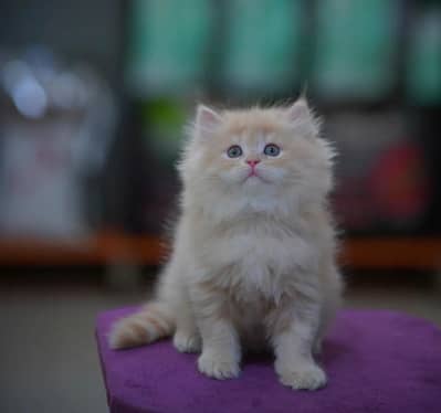 persian kitten [ cute kitten ]  triple coated/ punch face / cute cat