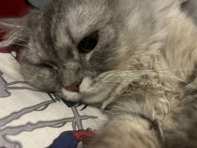 Want loving families