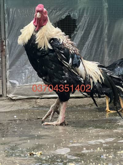 Parrot beak long tail Aseel For sale breeder