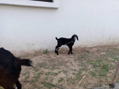 bakri with bacha for sale