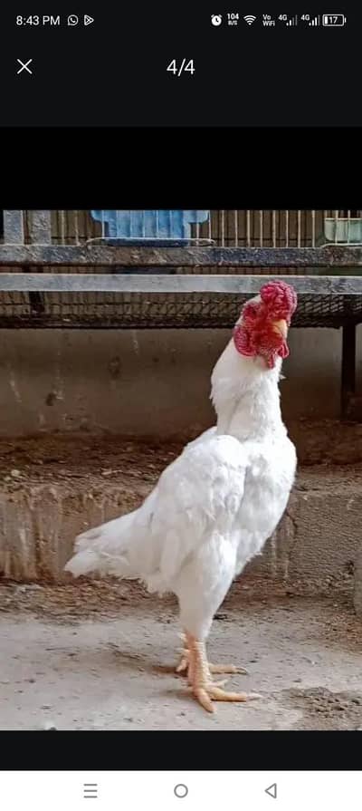 co shamoo or lasani breed k bachy available han 1month or 7month k