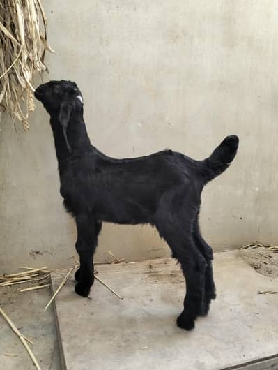 Strong & Healthy Goat (Bakra) Available
