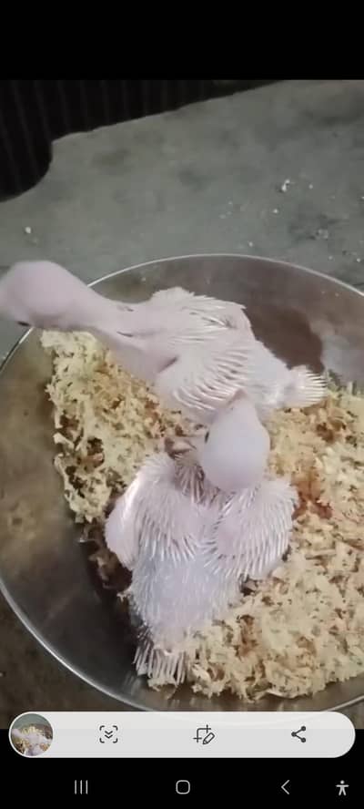 White parrorts Chiks