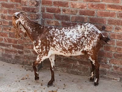 3 months ki ghaban hai