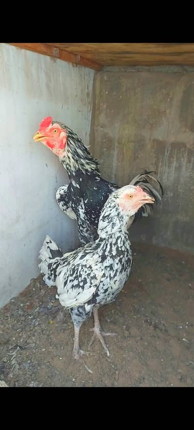 aseel and misri chicks for sell 03330203898