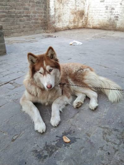 Pure Siberian Husky  Female - Blue Eyes-Healty And Active