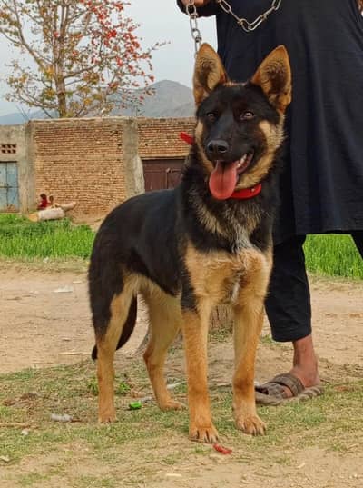 Alsatian Bighyari female age 5 month full security guardian for sale