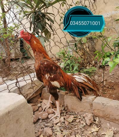 Pure Mianwali aseel male and heavy buff females