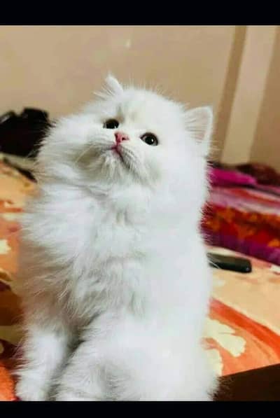 Persian kitten for urgent sale my WhatsApp number 0313496819one
