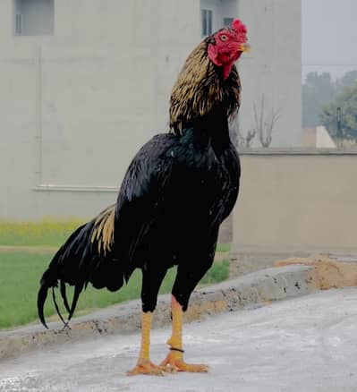 Bhout outclass patha hai mazboot Jis Bahi ko smjh aye contact kray