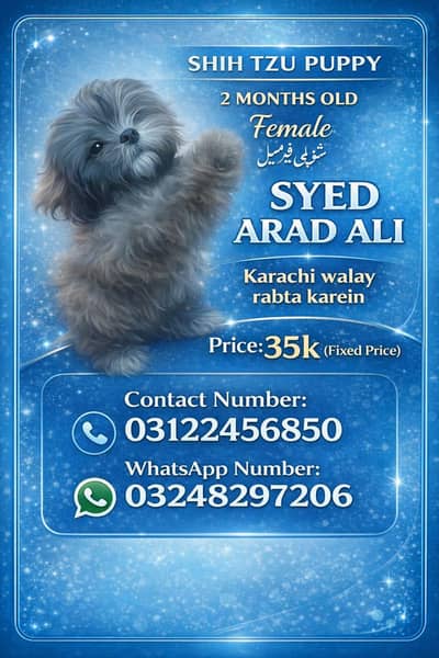 Shihtzu puppy female Price is Fixed & Final. No bargain please.