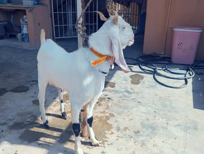 gulabi bisar abluk bakra 