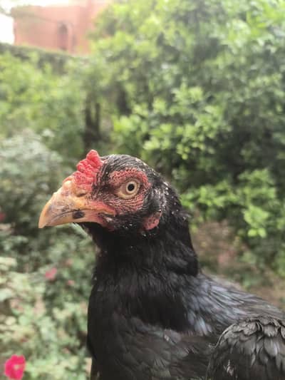 2 Aseel hen urgent sale