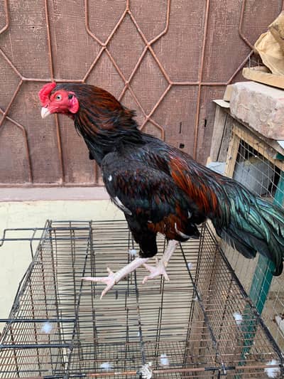 Pure Amroha aseel Pathay