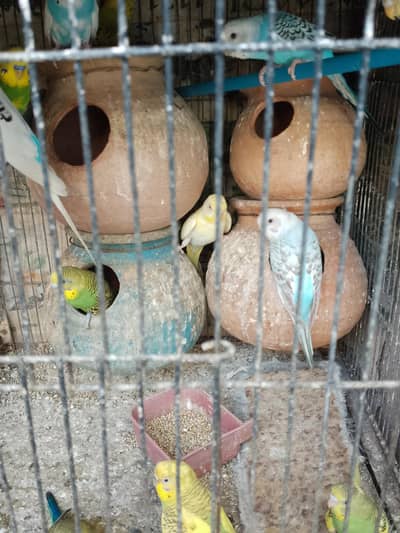 All sell in reasonable price