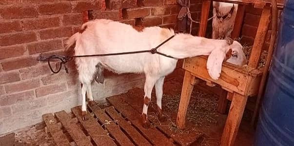 mashallah khubsurat desi goat
