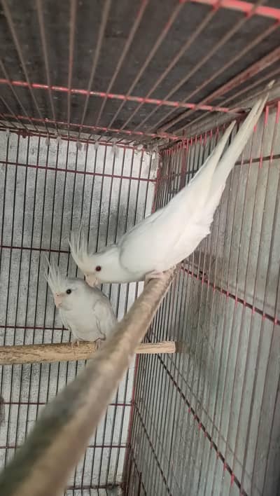 cocktail parrot Eno Red eye