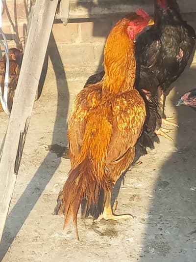 Peela Patha For sale