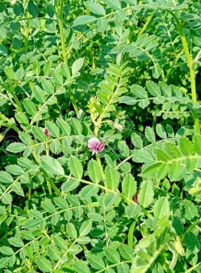 2 Acres (16 kanals) Agricultural land best for organic wheat crop, vegetables & fruit