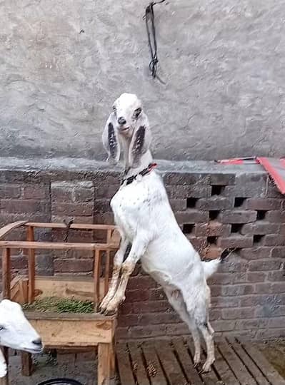 Mashallah khubsurat maki chini path