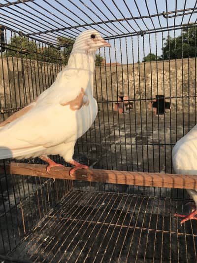 Beautiful Fancy Pigeon's For Sale!