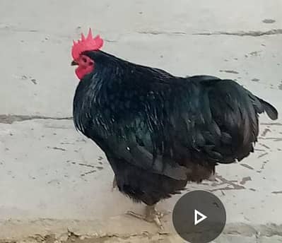 Australorp eggs and chicks