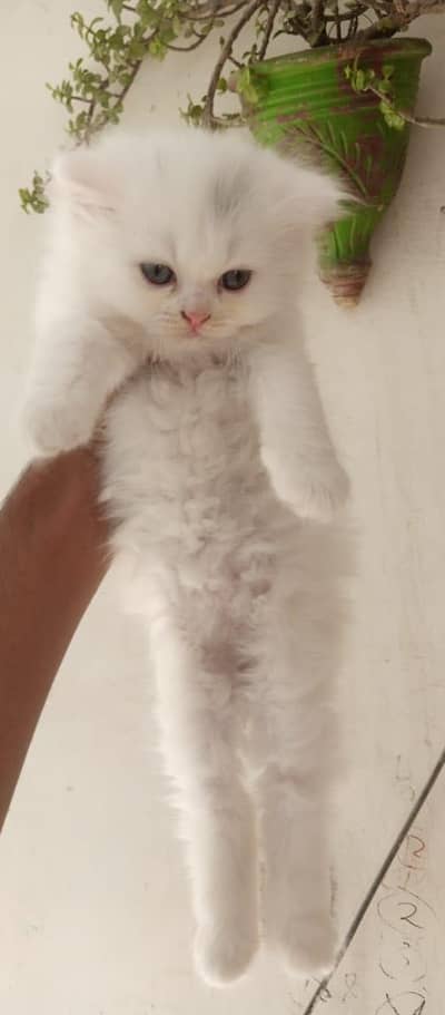 Persian kittens