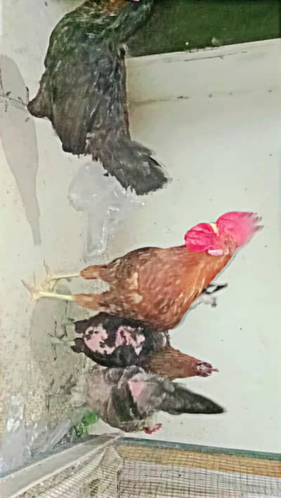 4 Andy wali murgiyaa or 1 Murga  For sale