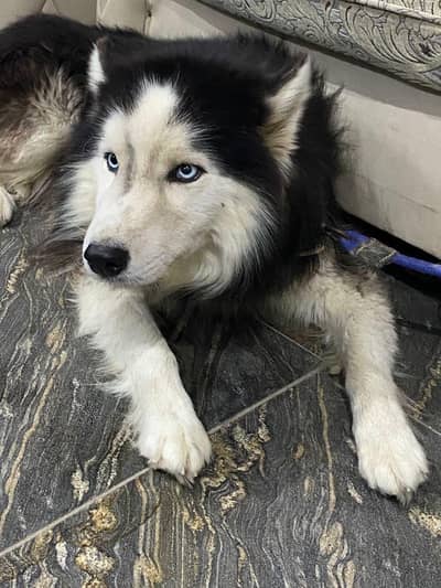 Siberian husky male forsale. Fully trained dog. serious buyers contact