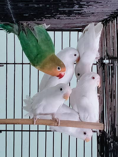 Love Birds, Albino, Cremino, Pastel ino