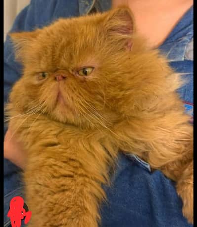 Piki Face Stud Male | CFA Bloodline Persian | Stud/Mating/Cross