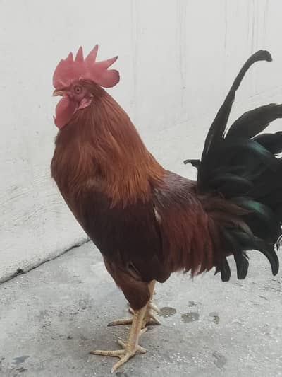 Desi murga on urgent sale