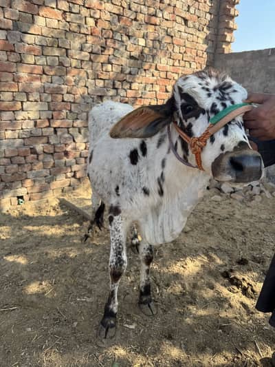 Desi bachra for sale