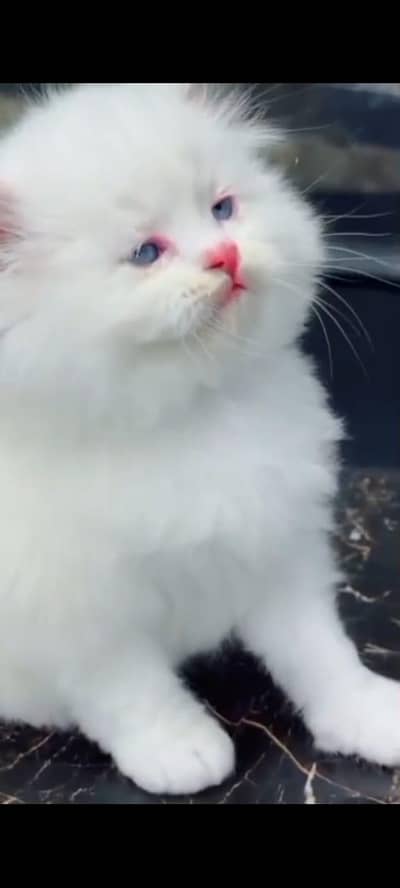 Persian female kitten for sale WhatsApp number 0303,,300,,49,,27