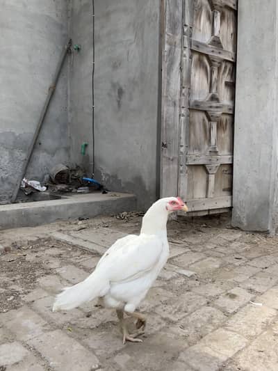 Heera Aseel pair | Aseel murgha